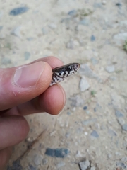Hebius vibakari