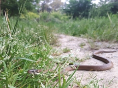 Hebius vibakari