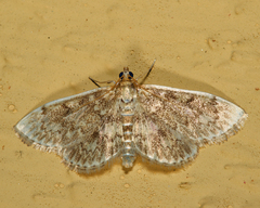 Anania quebecensis