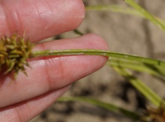 Carex otrubae