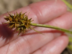 Carex otrubae