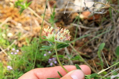 Anthyllis vulneraria pulchella
