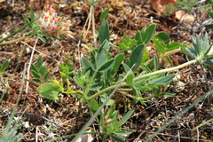 Anthyllis vulneraria pulchella