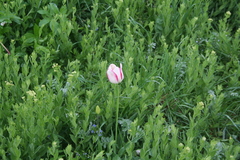 Tulipa gesneriana