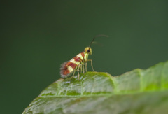 Micropterix cassinella