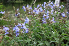 Salvia tomentosa