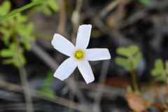 Oxalis dentata
