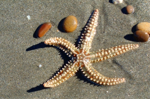 Spiny Starfish, Matosinhos, photo 10 of 10