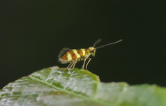 Micropterix cassinella