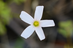Oxalis dentata