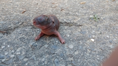 Tamias striatus