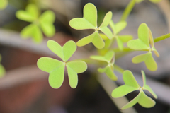 Oxalis dentata