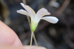 Oxalis dentata