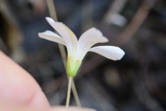 Oxalis dentata