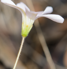 Oxalis dentata