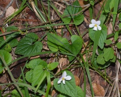 Viola ocellata