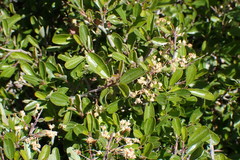 Ceanothus cordulatus