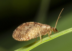 Hemerobius humulinus