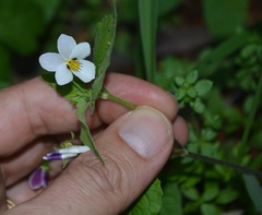 Viola ocellata