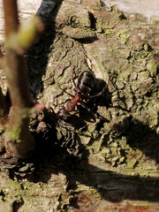Formica polyctena × rufa
