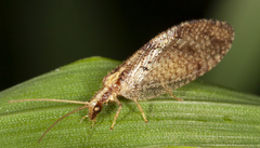 Hemerobius humulinus