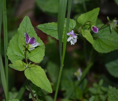 Viola ocellata