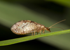 Hemerobius humulinus