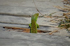 Timon lepidus ibericus