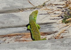 Timon lepidus ibericus