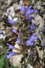 Salvia tomentosa