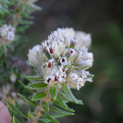 Phylica callosa