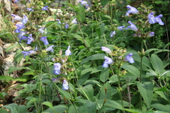 Salvia tomentosa