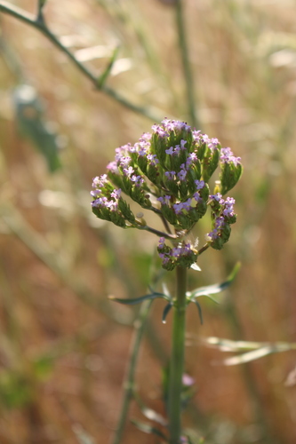 Annual Valerian