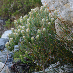 Phylica callosa