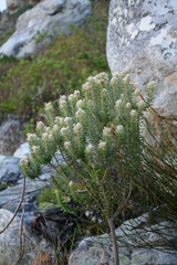 Phylica callosa