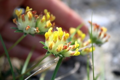 Anthyllis vulneraria boissieri