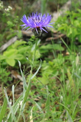 Centaurea fuscomarginata