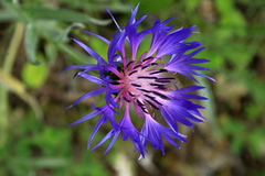 Centaurea fuscomarginata