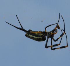 Trichonephila senegalensis