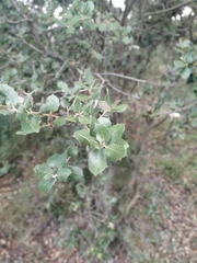 Quercus rotundifolia