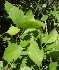 Crataegus irrasa