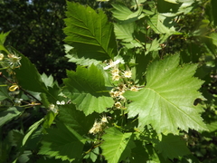 Crataegus irrasa