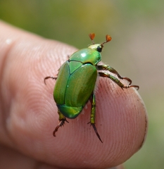 Calomacraspis splendens