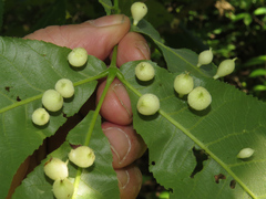 Phylloxera caryaegummosa