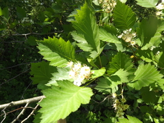 Crataegus irrasa