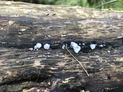 Tremella globispora