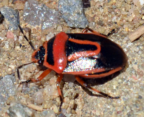 Perillus exaptus