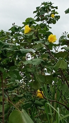 Hibiscus tiliaceus pernambucensis