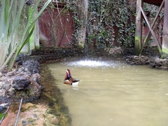 Aix galericulata