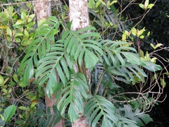 Rhaphidophora
